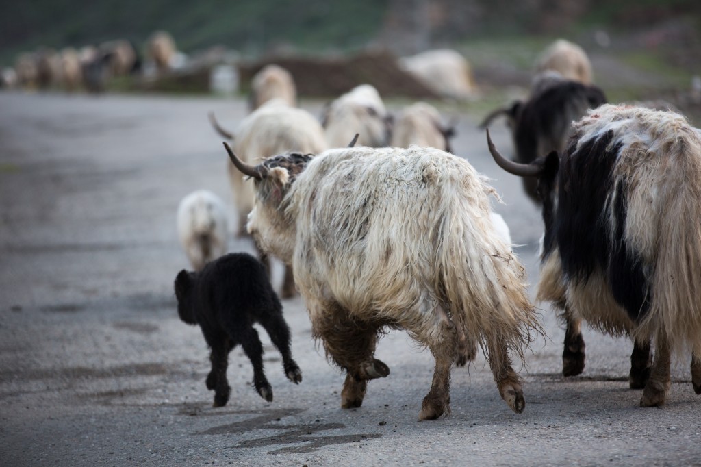 Baby Yaks!