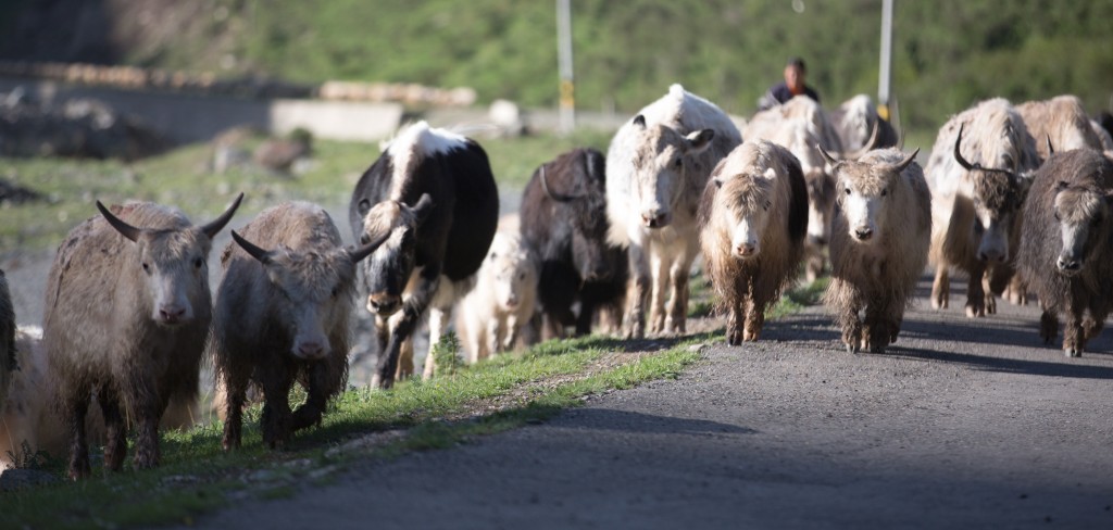 The Herd