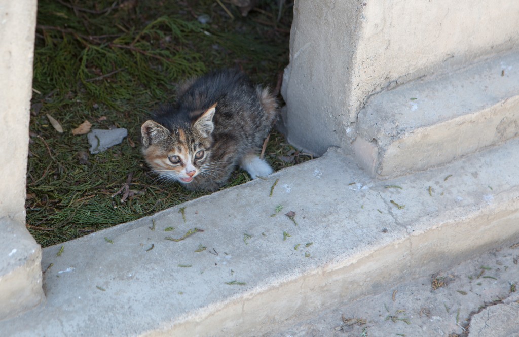 Temple Kitten