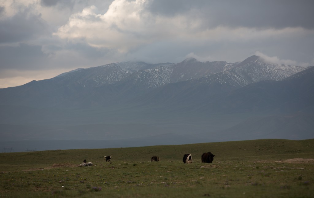 Yaks in the Valley