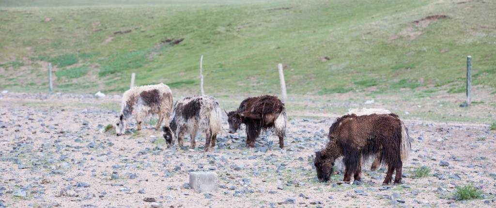 A Final Thought - Baby Yaks!