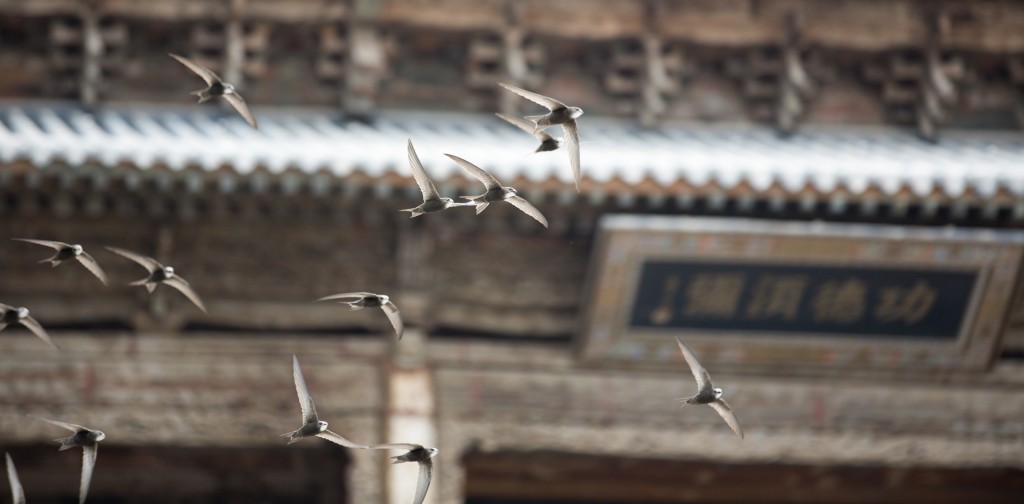Flocks outside Big Buddha Temple