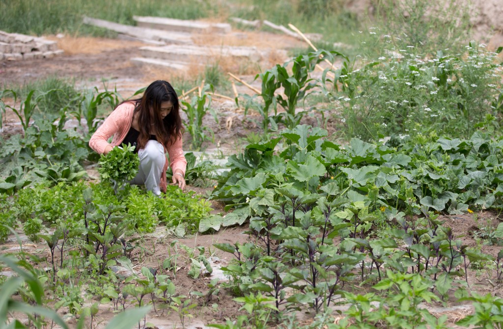 Lily's Mother Picking Lunch