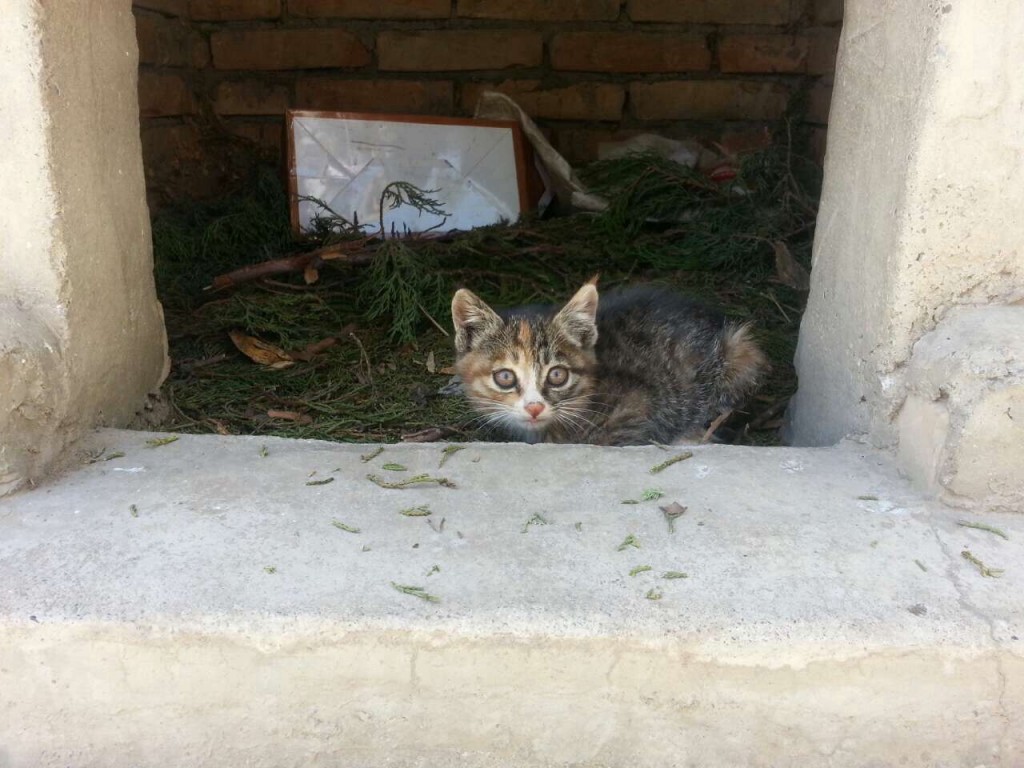 Tibetan Temple Kitty