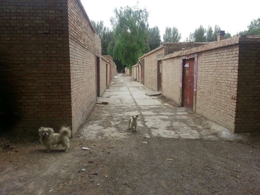 Village Dogs