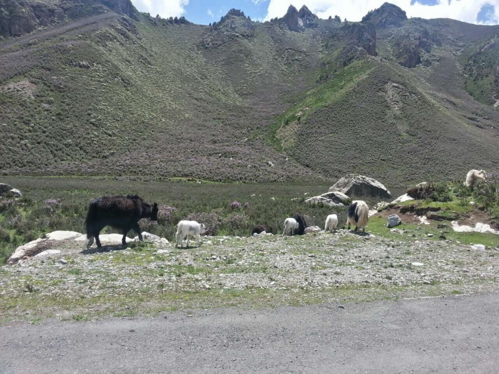 Baby Yaks!