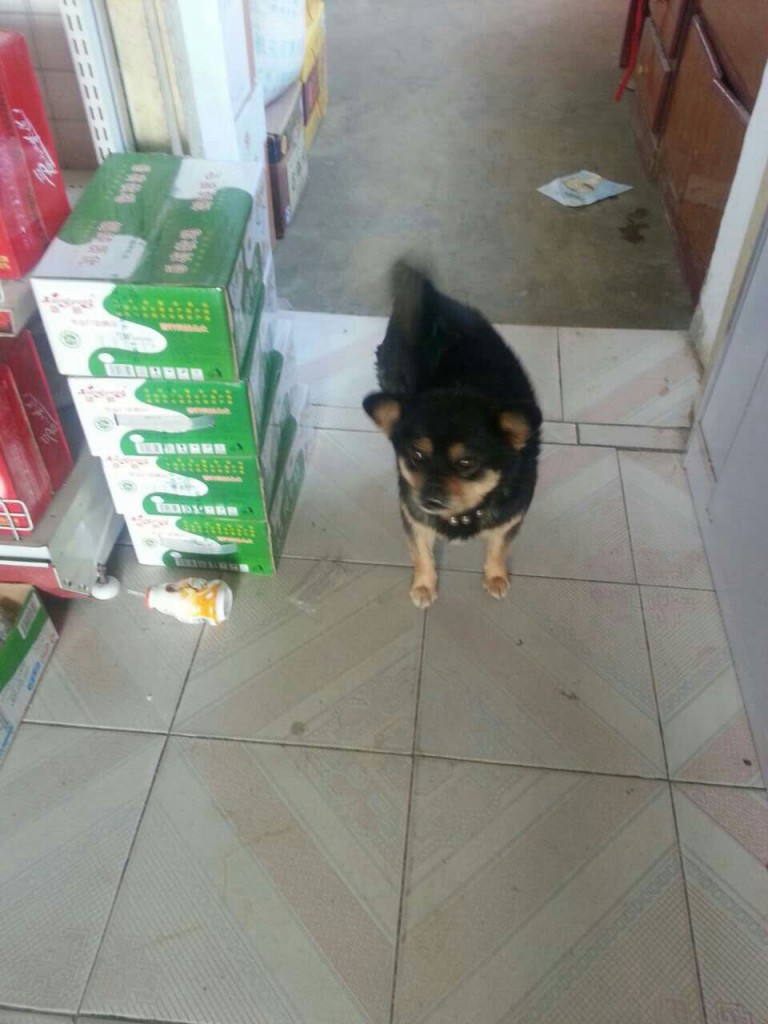 Store Dog