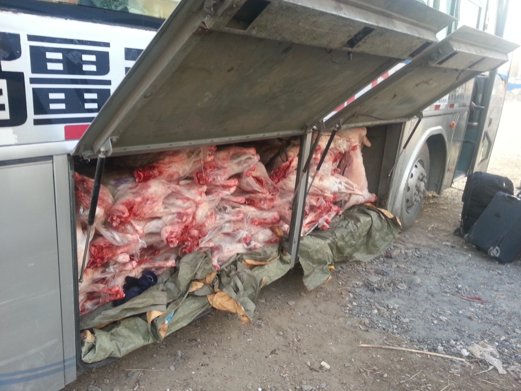 What does thirty five sheep carcusses packed in a bus' luggage compartment look like?