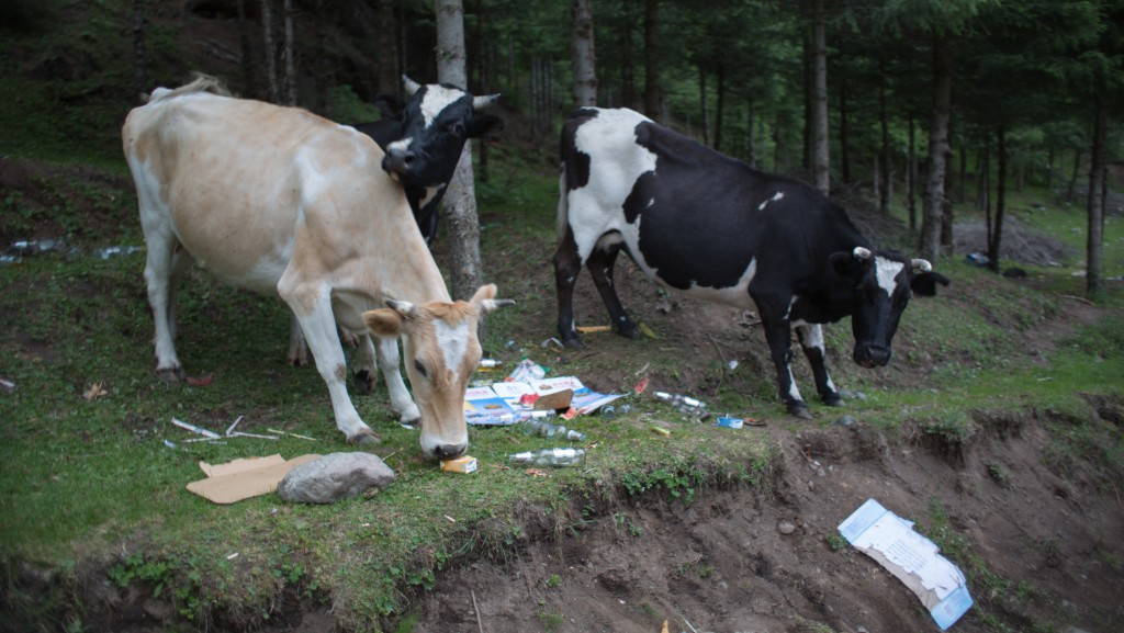 Cows in the trash