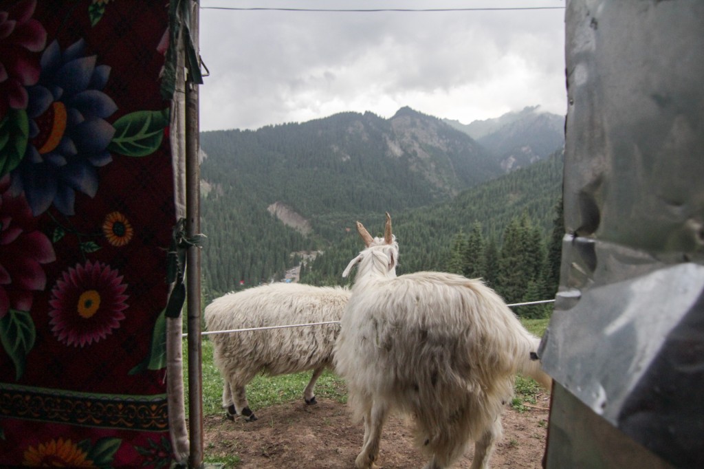 View from our yurt