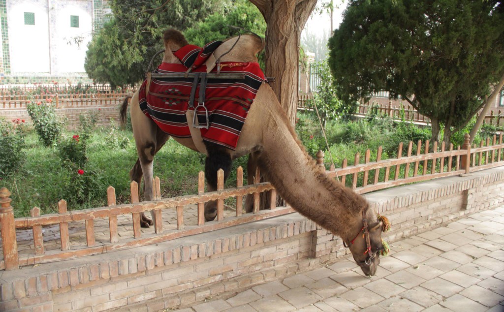 Camel brought for tourist