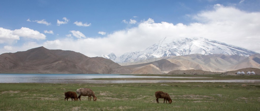 Herds with Mutzagh Ata in the background